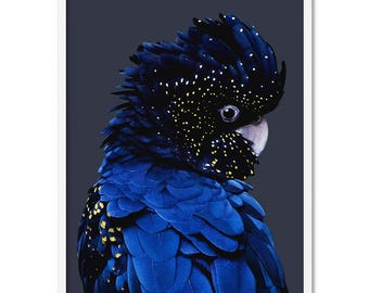 Black Cockatoo Wall Art Print. Blue Watercolour Style Parrot. Modern Australian Art Print. Framed or Unframed. Living room Decor | ANA-01