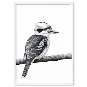Kookaburra Wall Art Print. Cheeky Australian Native Bird. Great for Living room, Kids or Nursery. Poster, Framed & unframed options | ANA-33