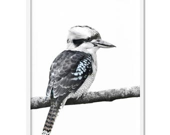 Kookaburra Wall Art Print. Cheeky Australian Native Bird. Great for Living room, Kids or Nursery. Poster, Framed & unframed options | ANA-33