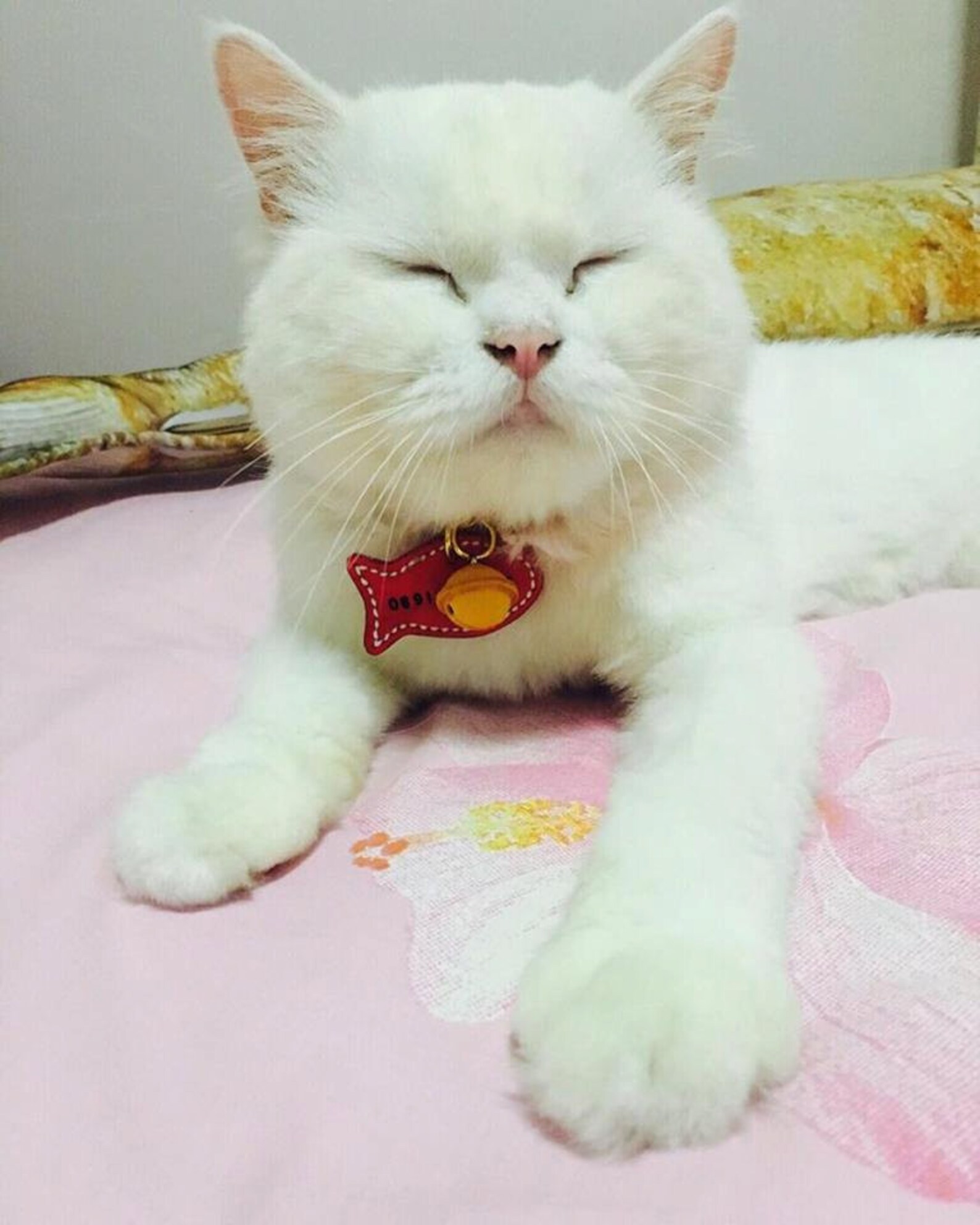 Cat Collar Thin Cat Collar Tag With Bell Just 0.5 Cm Wide. Etsy