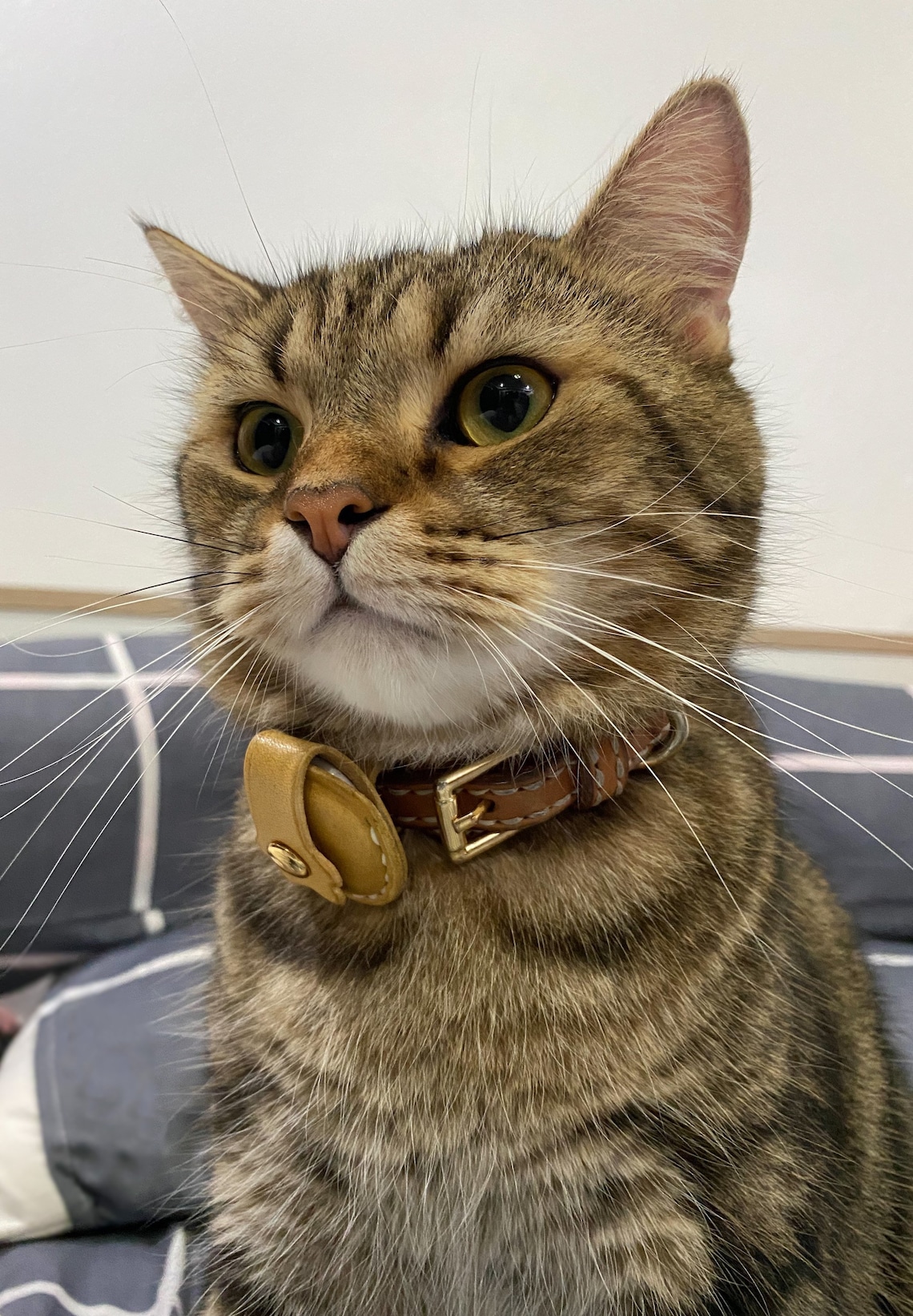 Airtag Holder for using with Pet collar Airtag Holder for Etsy