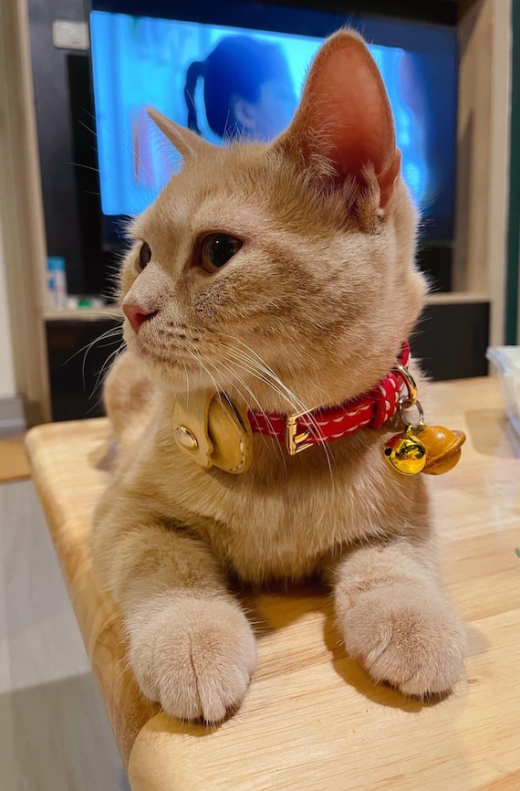 Collier pour chat Airtag, échappée de collier de chaton