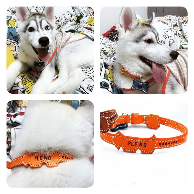 Dog Collar Westie Tag Insert For Small Size & Big Size Dog Etsy