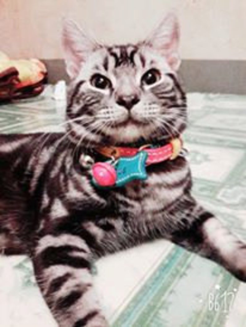 Cat Collars Breakaway With PET ID Cat Collar Tag Breakaway Etsy