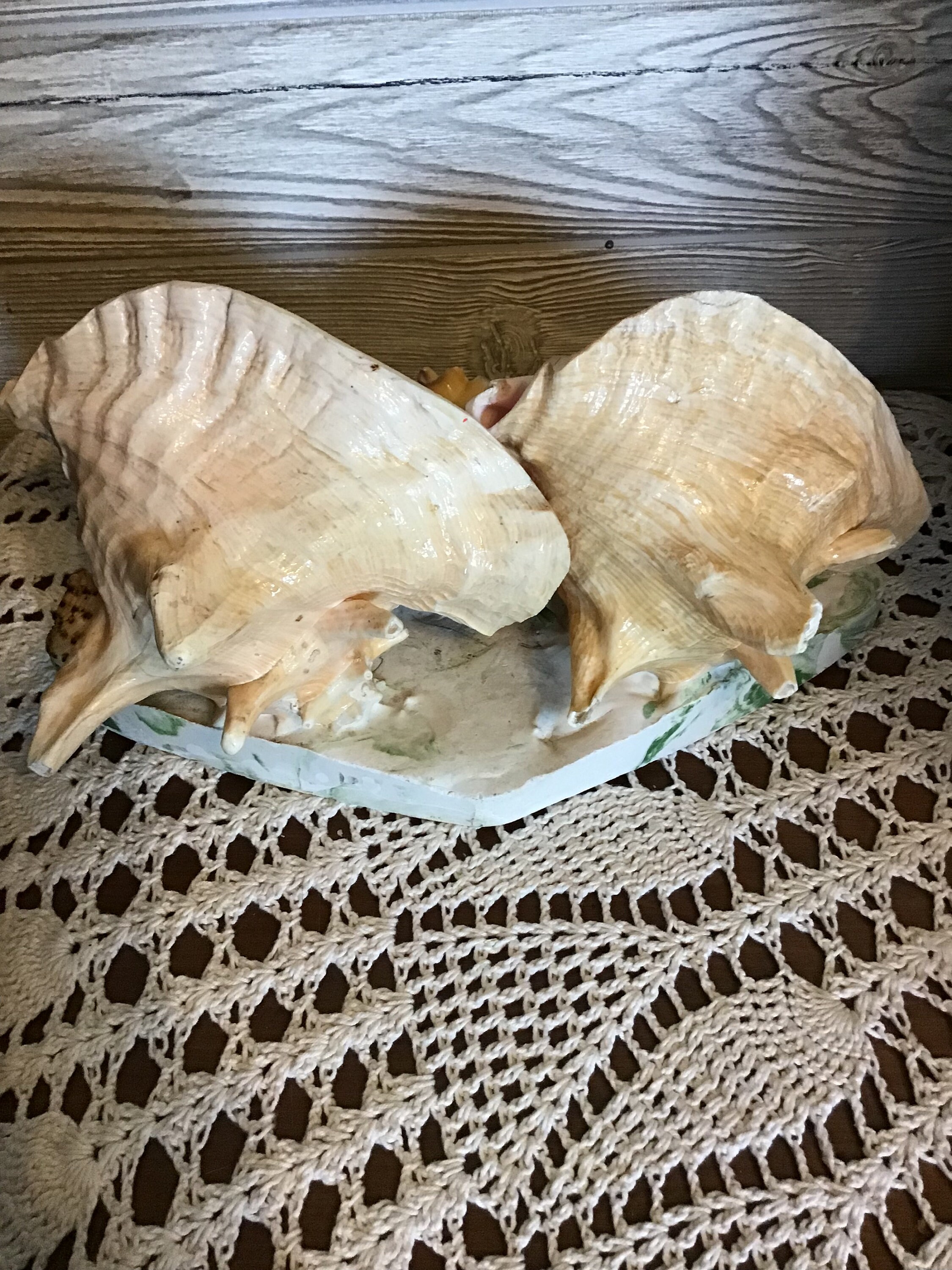 ヴィンテージ アワビ パウア貝 魚の細工 孔雀貝 オブジェ 42cm 希少 鮑