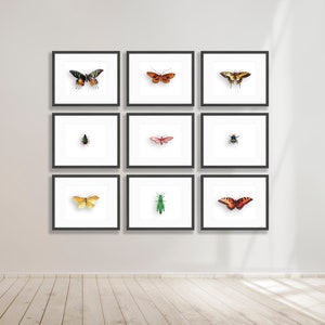 Butterflies, Beetle, Bees, Moth 8x10 Digital Art Gallery Wall Downloadable Prints for framing