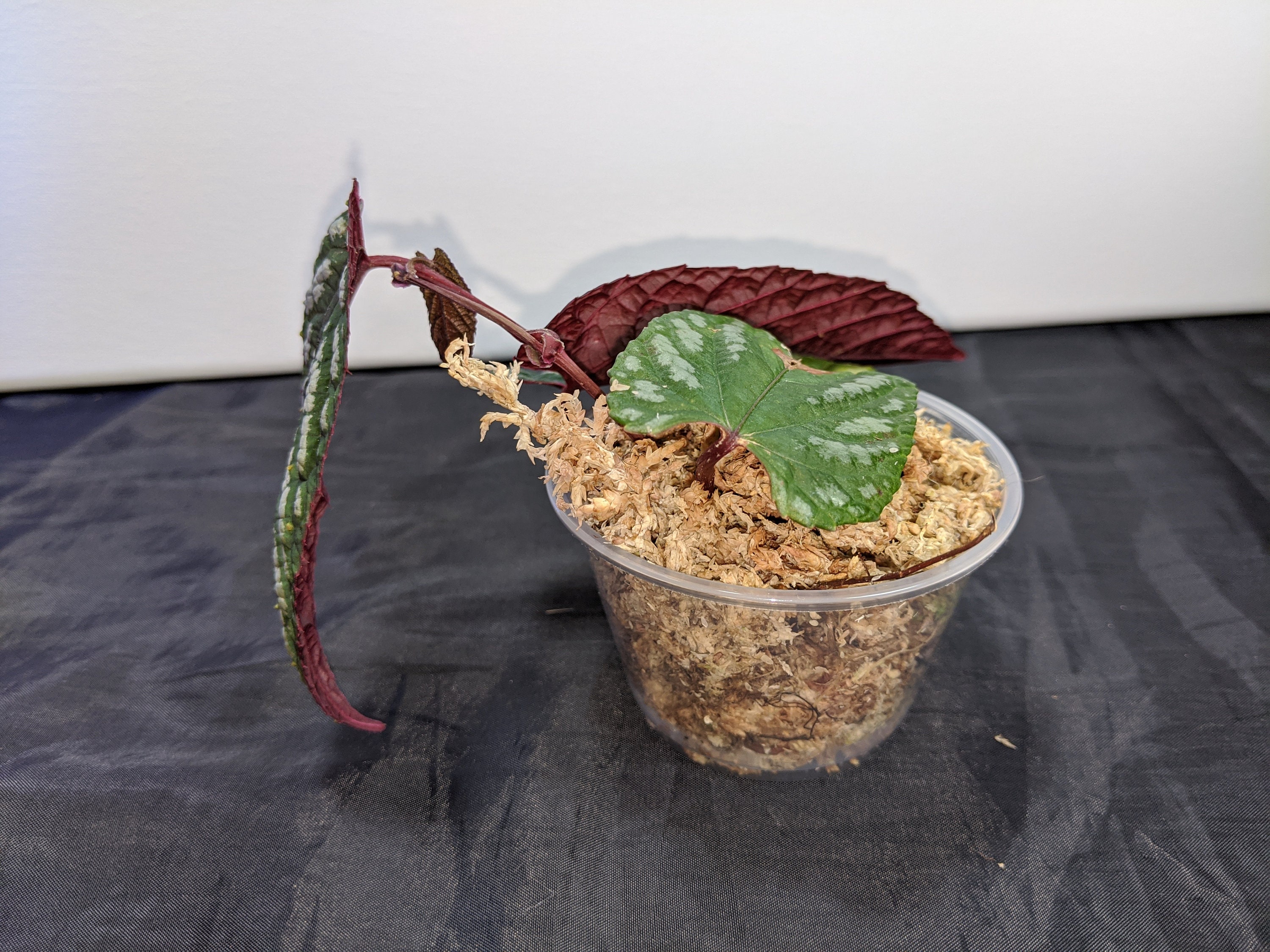 Cissus Discolor Rex Begonia Vine Purple Plant Rare Plant Etsy