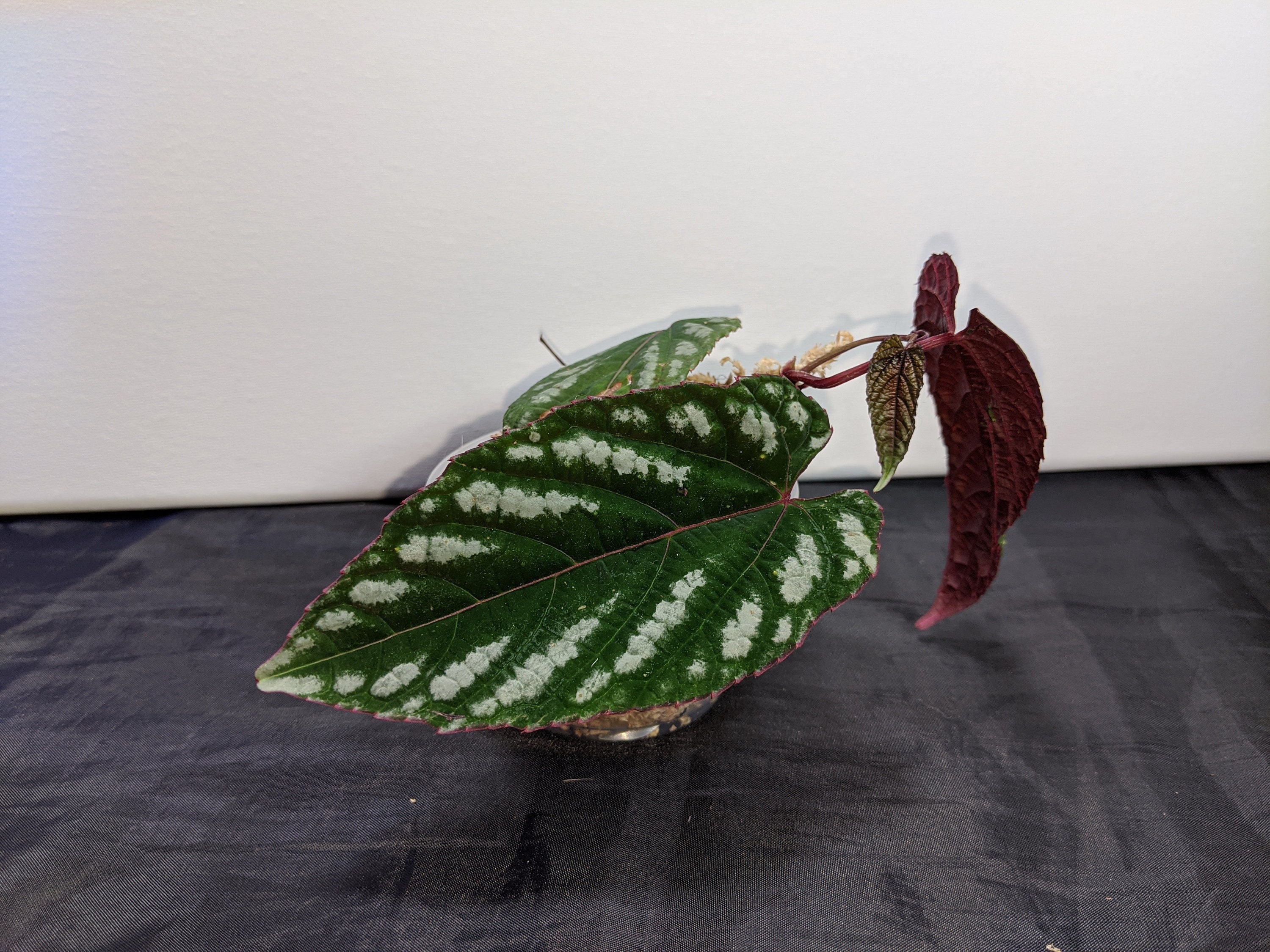 Cissus Discolor Rex Begonia Vine Purple Plant Rare Plant Etsy