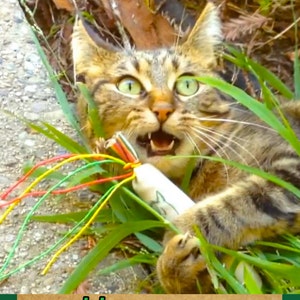 Super Potent Catnip Toy, Catnip Kicker, Catnip Joint, All Natural Cat Toys, Best Cat Toys, Handmade Cat Toys, Gift for Cat Owner