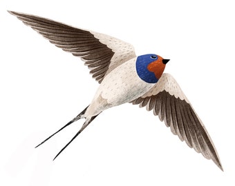 Fliegende Rauchschwalbe – Kunstdruck eines Vogels