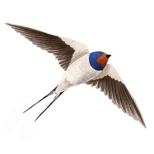 Flying Barn swallow - Fine Art print of a bird