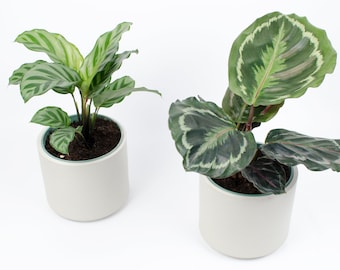 Cylinder Planter | 4 Inch Pot | Indoor Small Plant Pot | Modern Planter Pot | Succulents, Cactus, Air Plants Planter | Pencil holder| Office