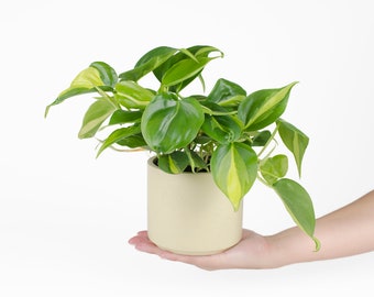 4 Inch Philodendron Brasil House Plant and 4 Inch cylinder Planter small and medium houseplants, Exotic House Plant, Live House Plant