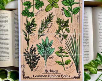 Kunstdruck: Herbarium - Küchenkräuter / Größe A4