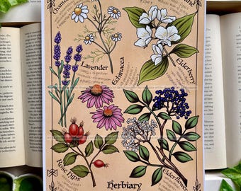 Kunstdruck: Herbarium – Tee Beeren und Blüten/ Größe A4