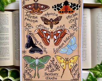 Kunstdruck: Bestiarium – Motten / Größe A4