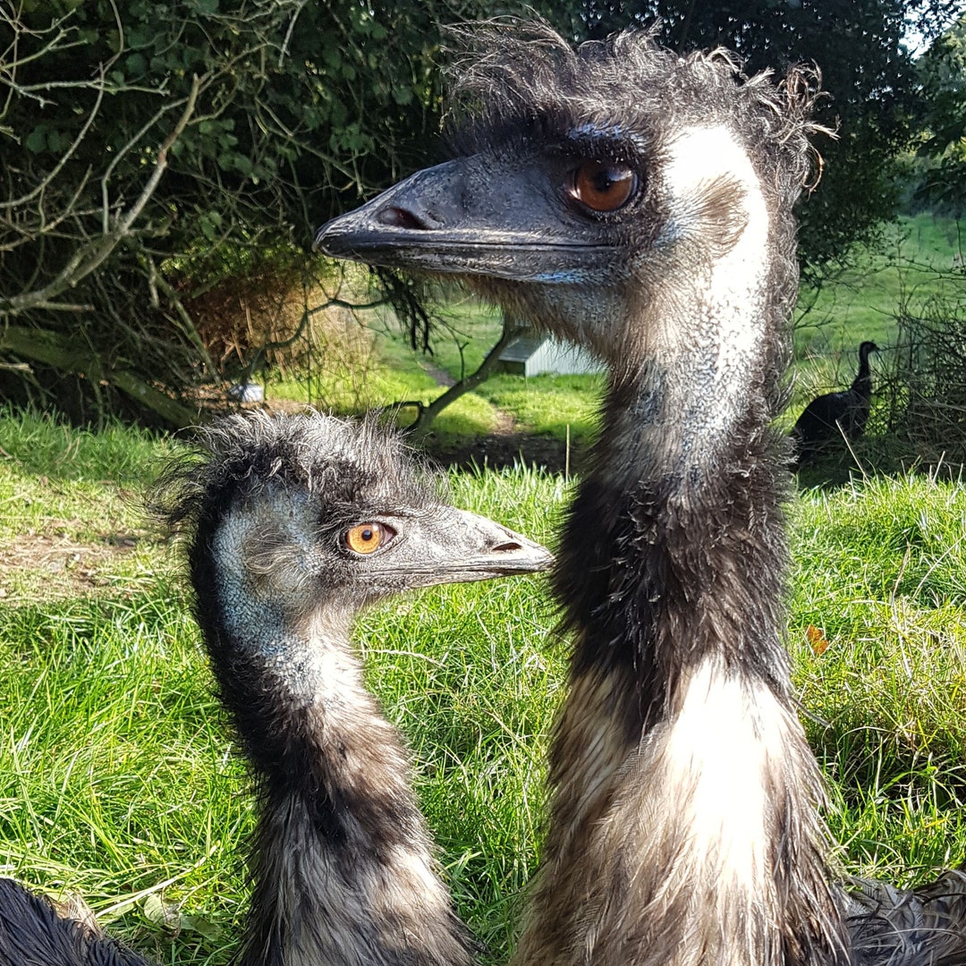 Emu Greetings Card Emu Card Emu Birthday Card Etsy