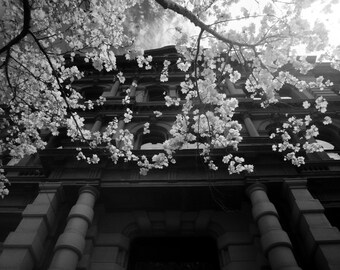 Spring is here | Australia | Infrared | Travel photo art print | Limited edition | Melbourne photographer