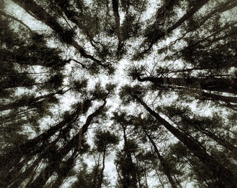 Perdido em uma floresta