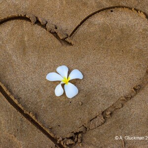 Aloha Herz