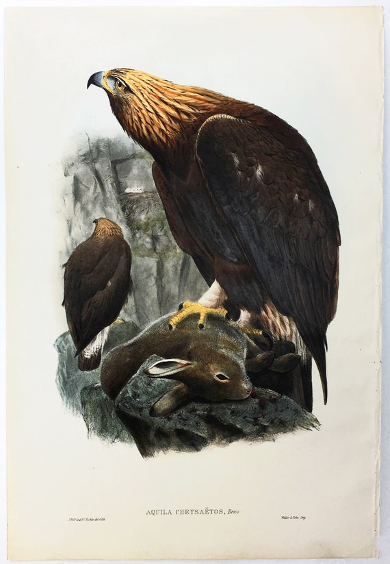 Wolf Gould And Richter Golden Eagle Hand Colored Plate