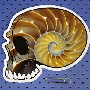 May include: A white sticker with a black outline of a skull with a nautilus shell inside. The nautilus shell is a golden brown color with a blue and white center.