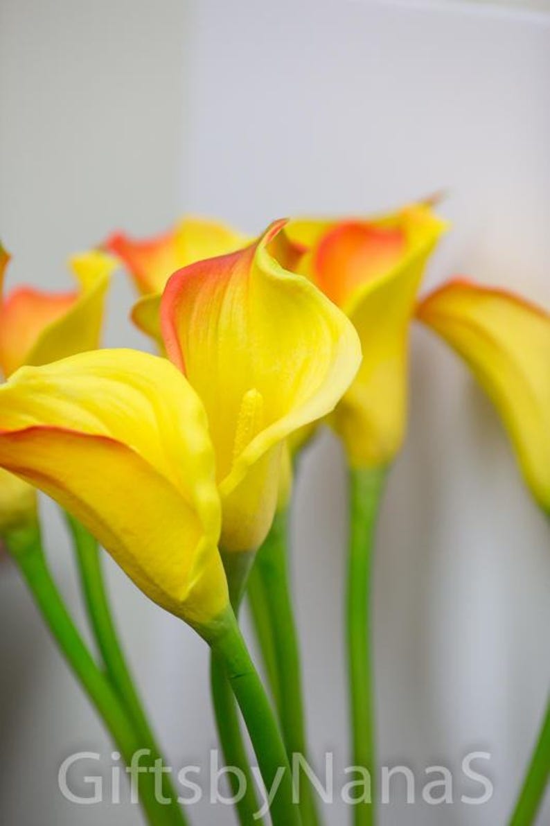 latex calla lily favor flowers Self vaginal exam clips