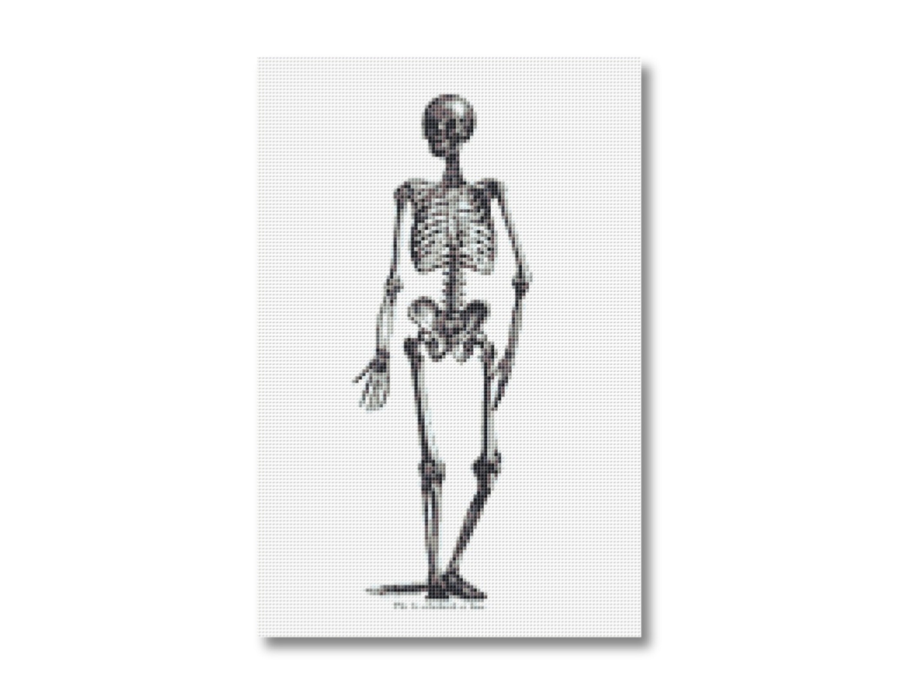 HUMAN SKELETON Anatomy Cross Stitch Pattern Instant Download | Etsy