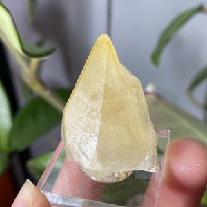 Montana golden calcite crystal with phantoms, found in Gallatin County, MT, USA