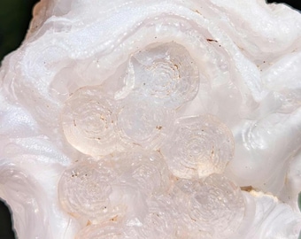 May include: A translucent white chalcedony mineral specimen featuring a botryoidal formation with distinct circular, bubble-like clusters on its surface. The stone has a smooth, waxy luster and irregular edges, displaying layered, milky white and clear crystalline textures.
