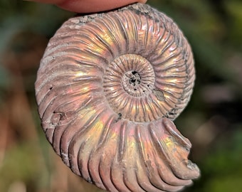 Iridescent Pyritized Ammonite Fossil, found near Volga River, Russia