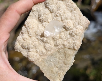 Rhombohedral Calcite Blades on Aragonite, Found in King County, Washington State