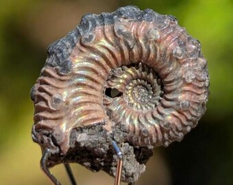 Iridescent Pyritized Ammonite Fossil, found near Volga River, Russia