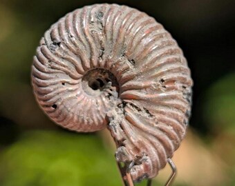 Iridescent Pyritized Ammonite Fossil, found near Volga River, Russia