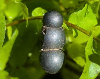 Washington Spharosiderite, found in Walla Walla County, WA, USA