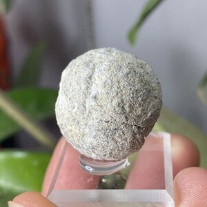 Arkansas crandallite pseudomorph of Wavellite, found in Mauldin Mt., AR, USA