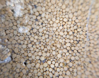 May include: Close-up of a surface covered in small, beige, circular shapes with concentric rings, resembling cross-sections of a natural material. The shapes are densely packed, creating a textured, organic pattern with a light brown hue.