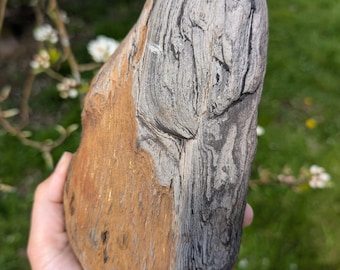 Washington State, Petrified Wood, Physt Formation