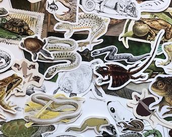 Reptile and Amphibian Ephemera - 25pc Mixed Cut Outs - Vintage Animal Collection | Scrapbook Collage Kit Junk Journal Embellishment Die Cut