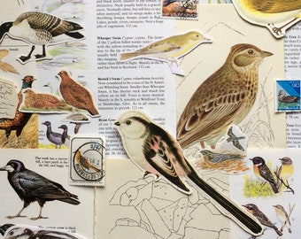 Bird Ephemera - 25pc Paper Pack Vintage Collage Kit - Nature Ornithology Collection | Nature Scrapbook Junk Journal Decoupage Page Cut Outs