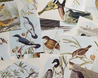 Vogel Ephemera - 15 Stück gemischte Ausschnitte - Vintage Natur Ornithologie Sammlung | Sammelalbum Collage Kit Junk Journal Verschönerung sterben geschnitten wählerisch