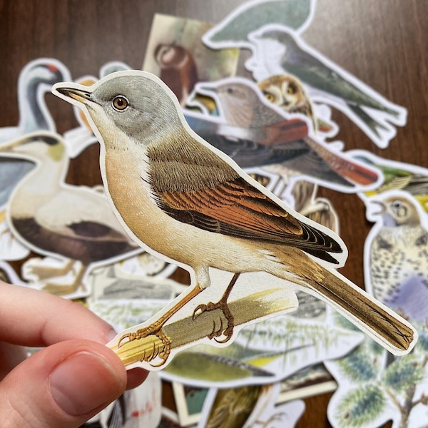 Bird Ephemera - 25pc Mixed Cut Outs - Vintage Nature Ornithology Collection | Scrapbook Collage Kit Junk Journal Embellishment Die Cut Fussy