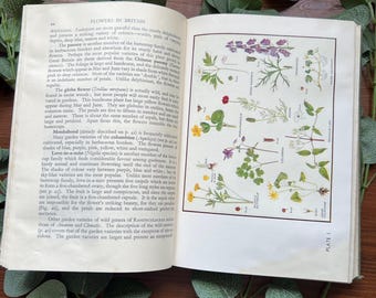 Vintage 'Flowers in Britain' Book – 1940s Illustrated Floral Reference