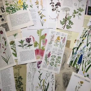 Floral Ephemera - 25pc Pages Vintage Collage Kit - Botanical Book Paper Collection | Ephemera Scrapbook Junk Journal Decoupage Papers