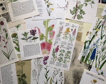 Floral Ephemera - 25pc Pages Vintage Collage Kit - Botanical Book Paper Collection | Ephemera Scrapbook Junk Journal Decoupage Papers