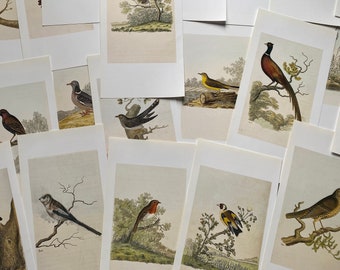 6 Vintage Book Plates - Birds Ornithology Avian Colourful Art Print Illustration | Junk Journal Scrapbook Collage Kit Ephemera Frame