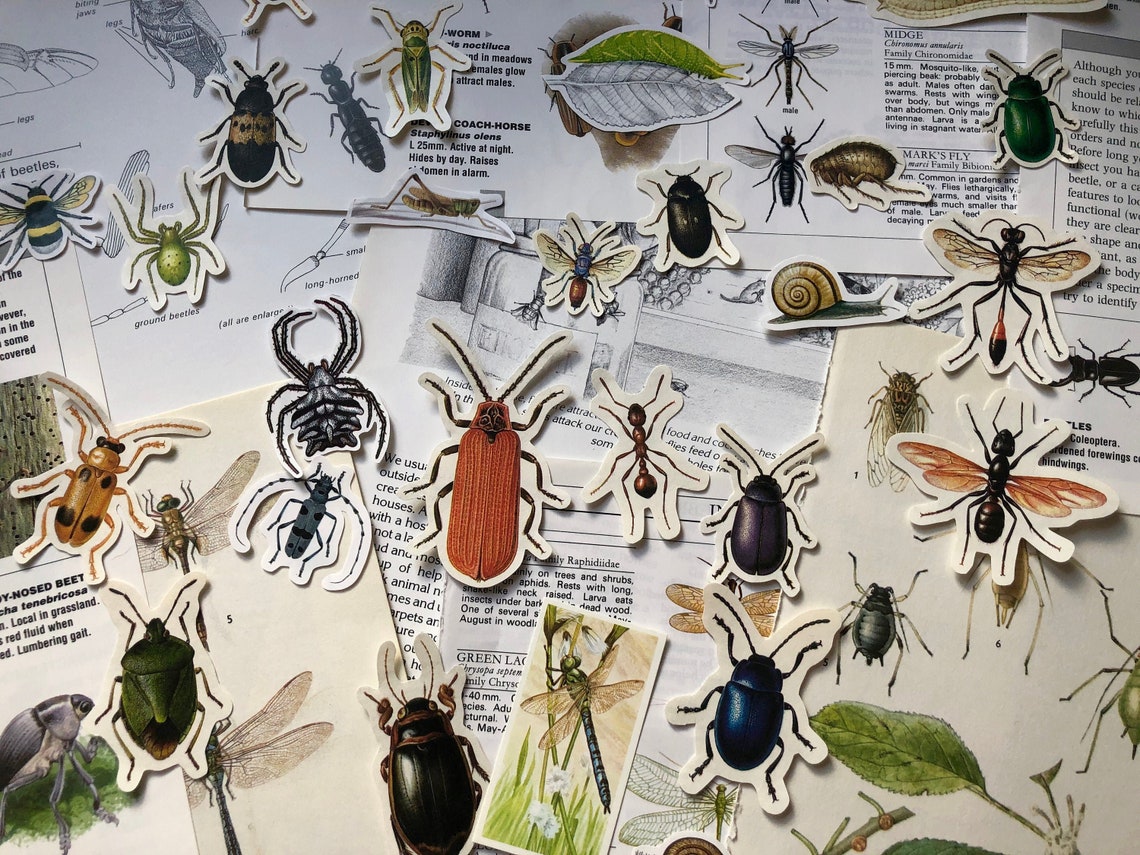 Paper Collaged Insects Insect Ephemera - 25pc Paper Pack Vintage Collage Kit - Bug Nature ...