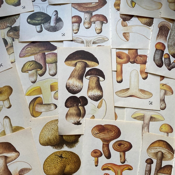 10 Vintage Book Plates - 1970 Mushroom Fungi Colourful Botanical Illustration | Junk Journal Scrapbook Collage Kit Ephemera Frame