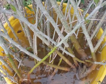 5+ Osage Orange Seedlings Bare Root