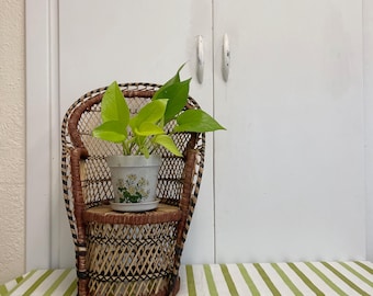 Vintage mini peacock chair/wicker chair plant stand